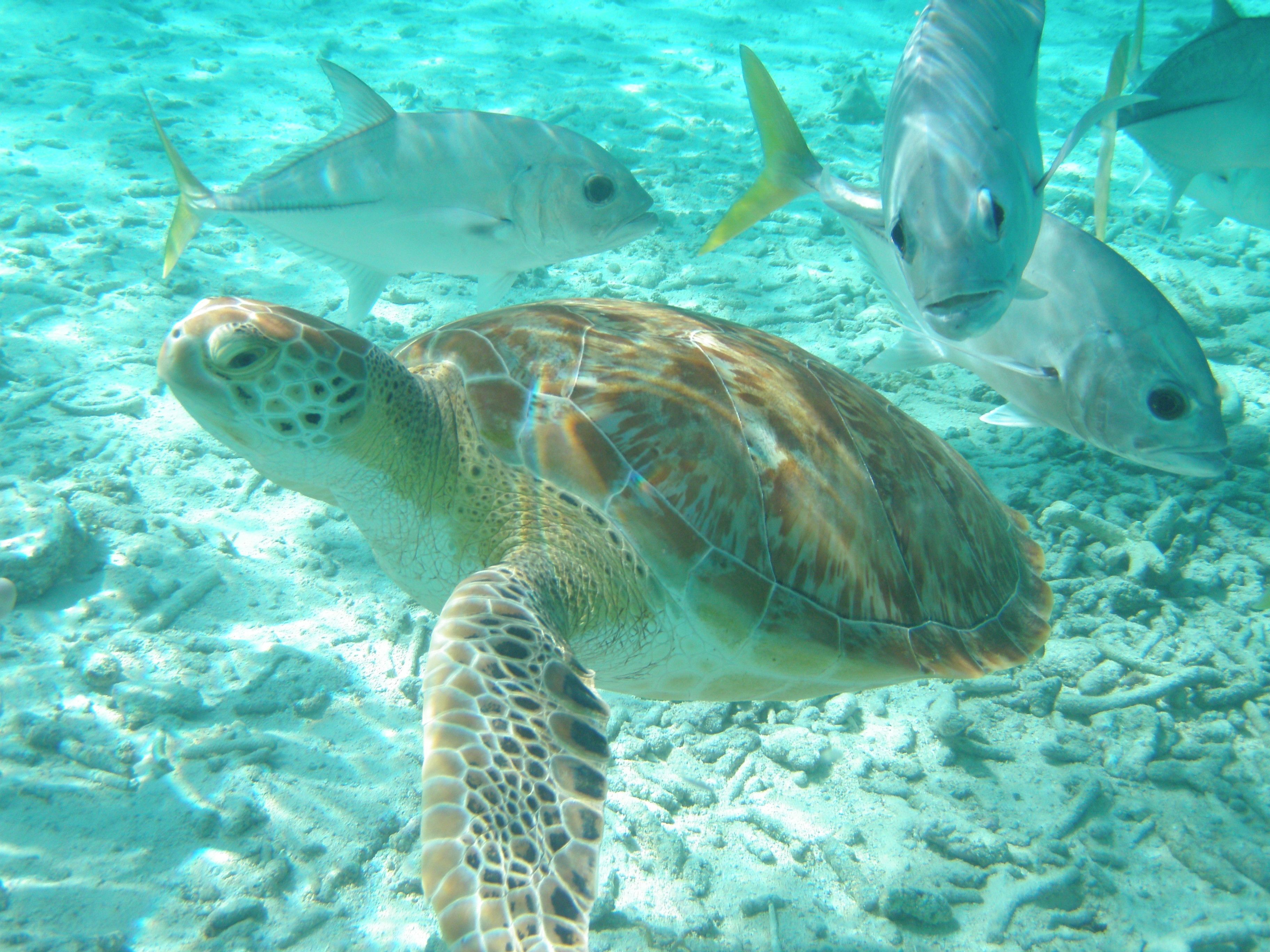 A sea turtle swimming among fish in clear water.