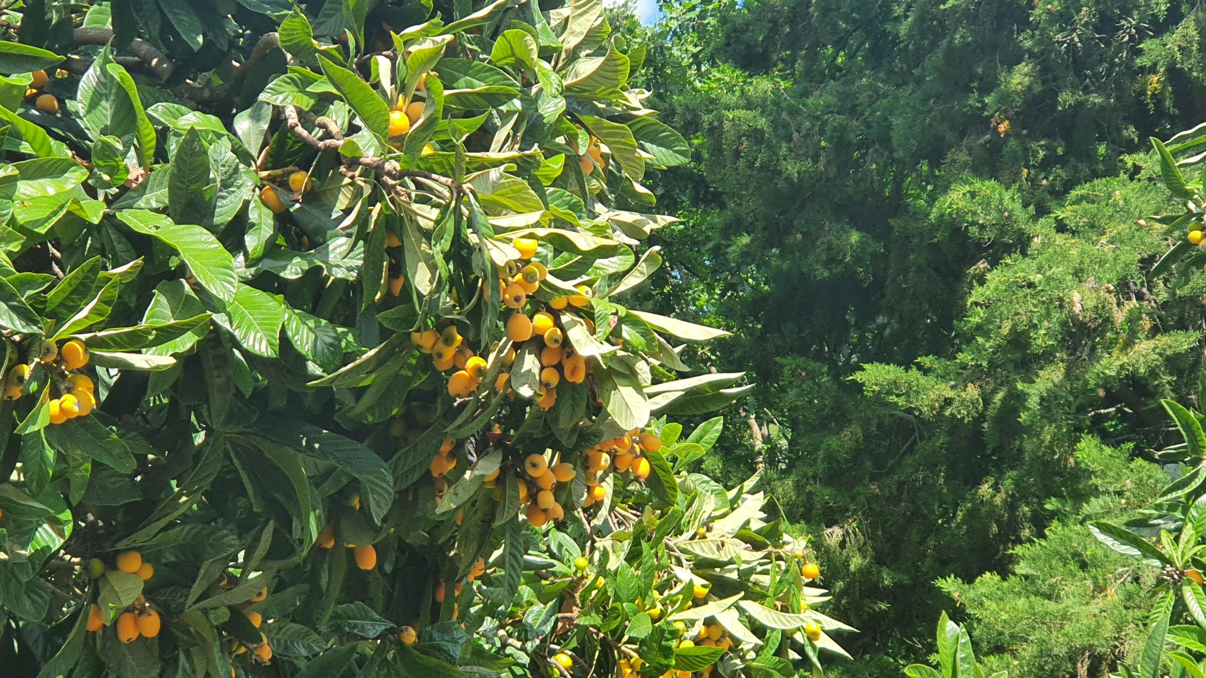 Un fitto gruppo di alberi con foglie verdi e grappoli di frutti gialli.