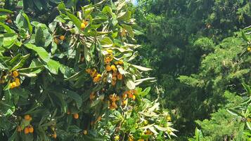 Un fitto gruppo di alberi con foglie verdi e grappoli di frutti gialli.