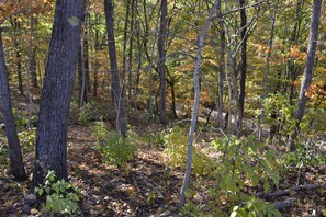 A dense forest with tall trees and a ground covered in fallen leaves.