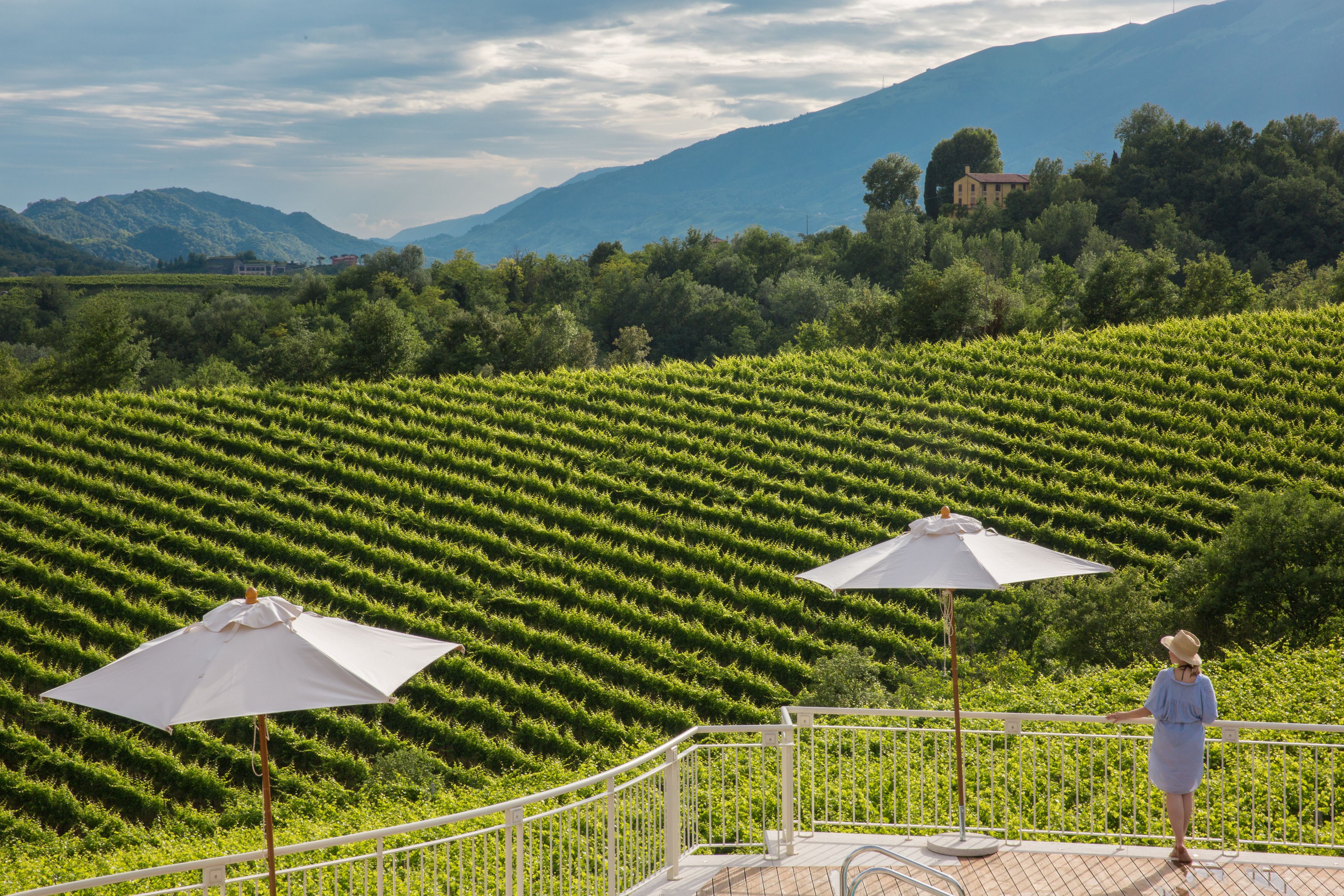 A terrace with a view of a vineyard, two white umbrellas, and a railing.