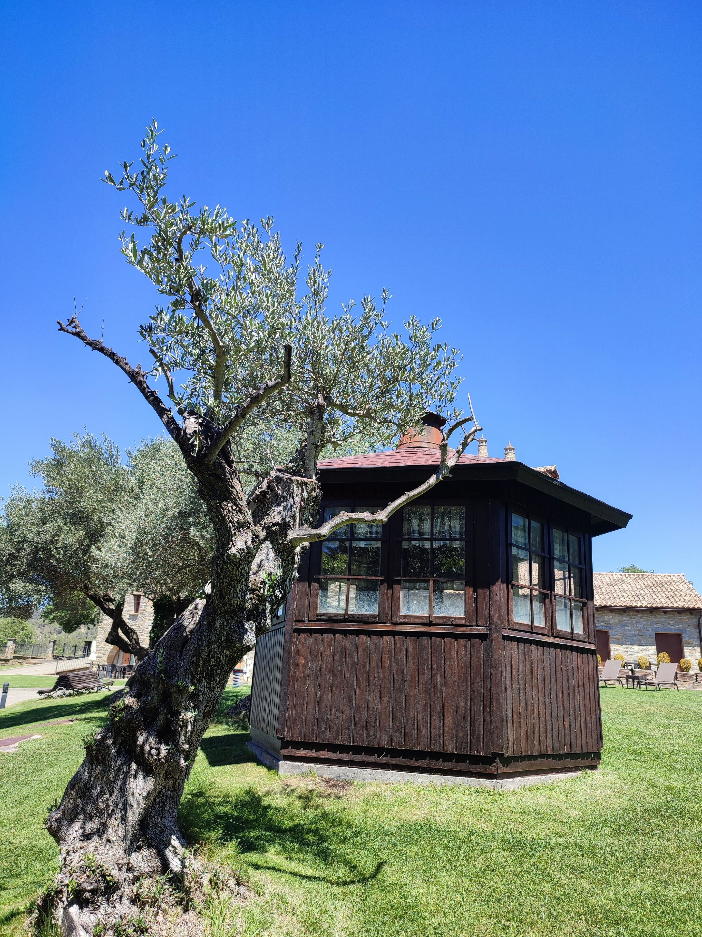 A rustic wooden building with large windows, surrounded by a well-maintained lawn and olive trees.