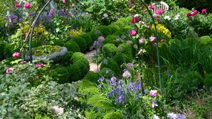 A garden with a variety of plants and flowers, including roses and lavender.