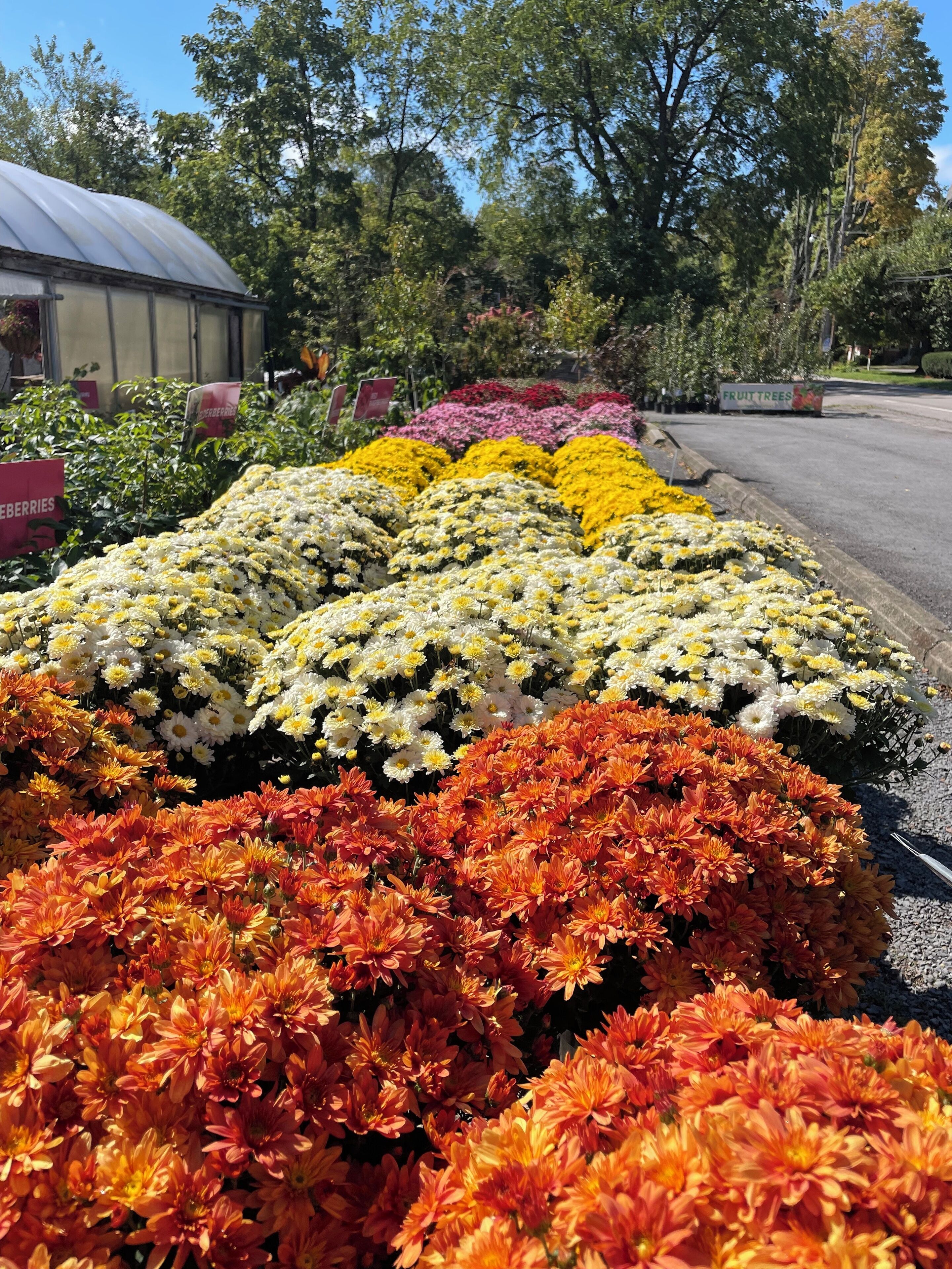 Un parterre fleuri avec différentes variétés de chrysanthèmes, une route et un panneau indiquant « ARBRES FRUITIERS ».
