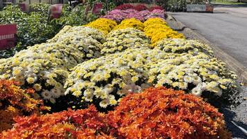 Un parterre fleuri avec différentes variétés de chrysanthèmes, une route et un panneau indiquant « ARBRES FRUITIERS ».