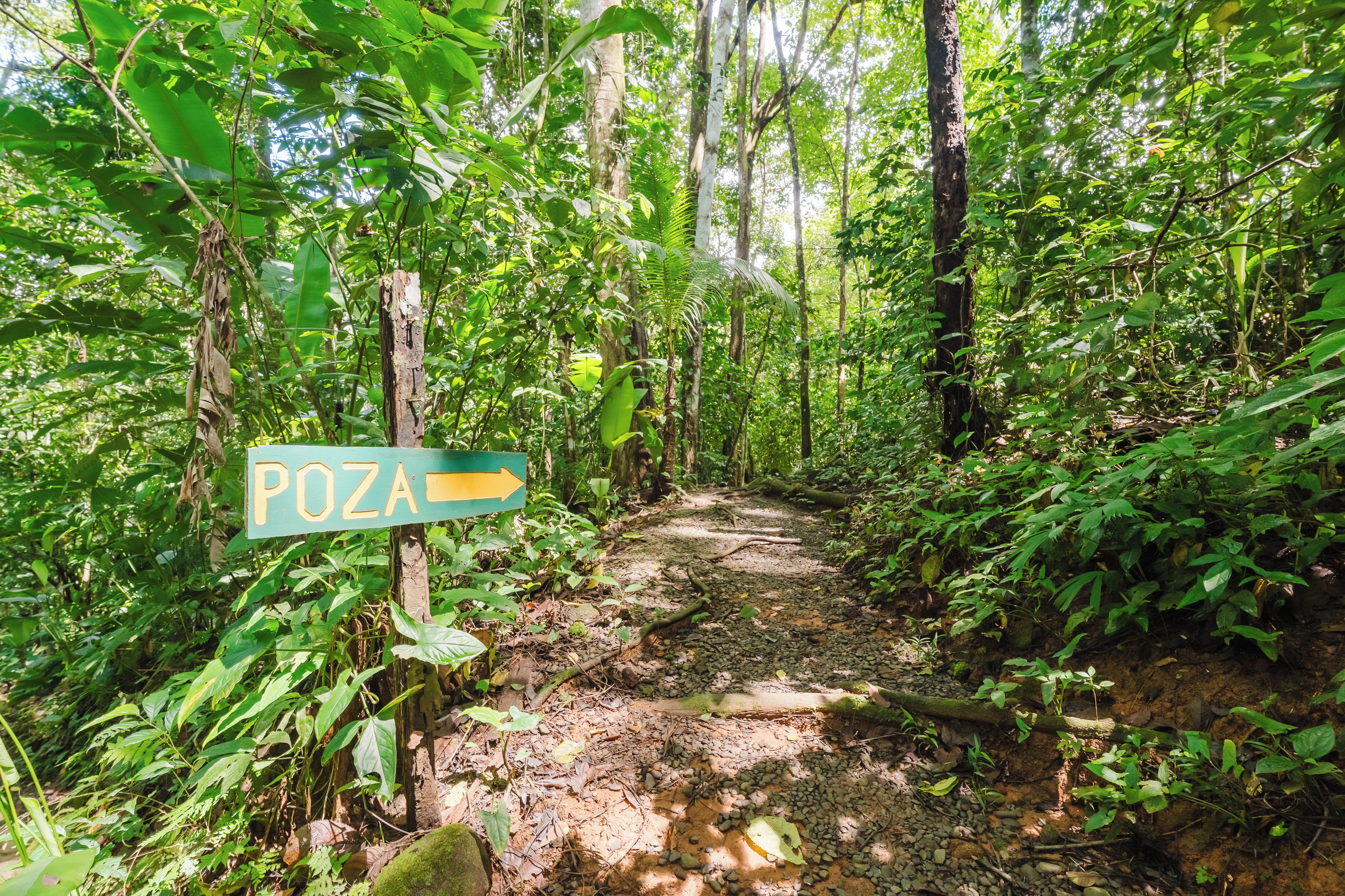 Un sentier bordé d’arbres, avec un panneau indicateur portant l’inscription « POZA ».
