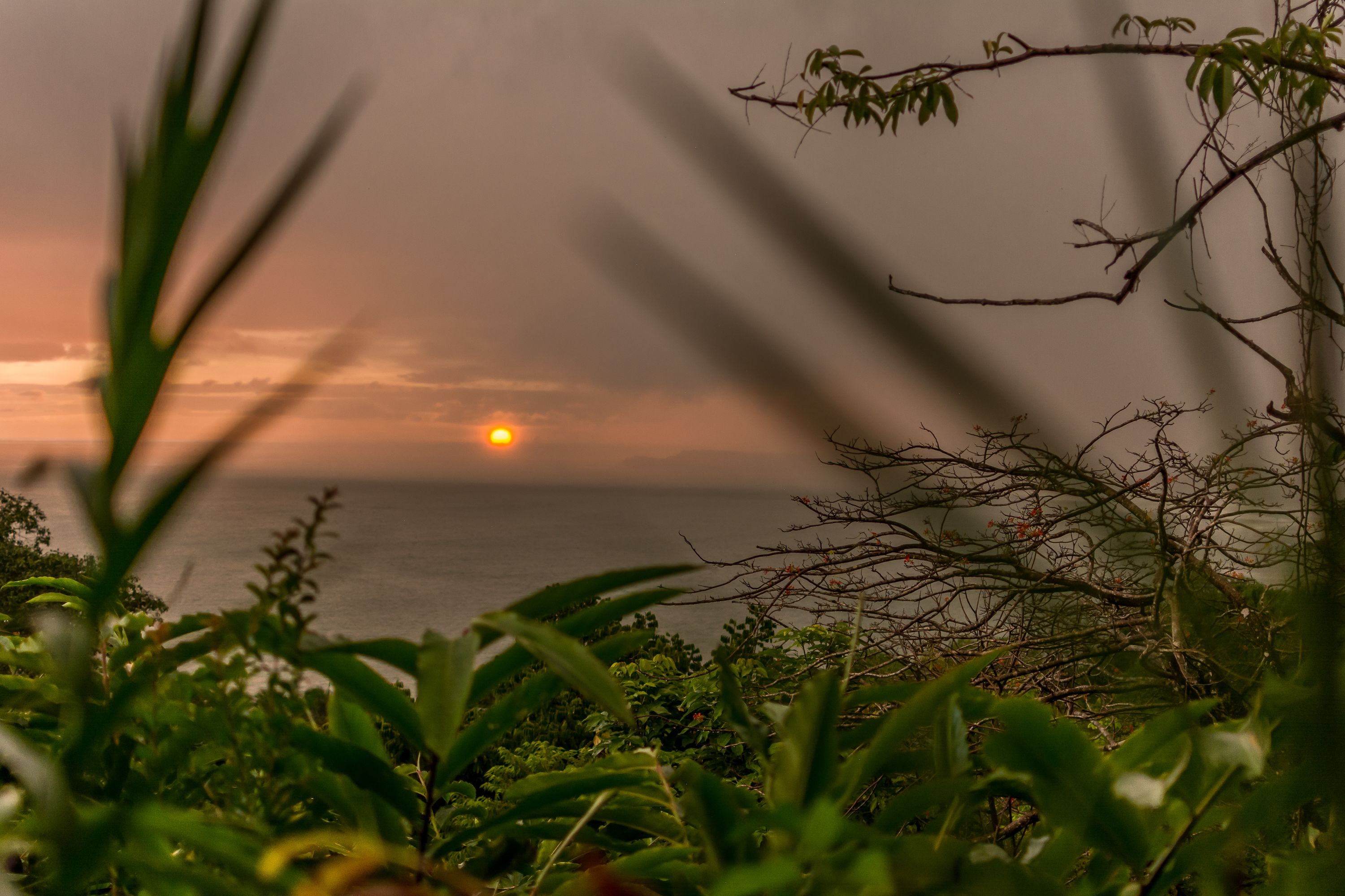 Tramonto sull'oceano con le sagome di alberi in primo piano.