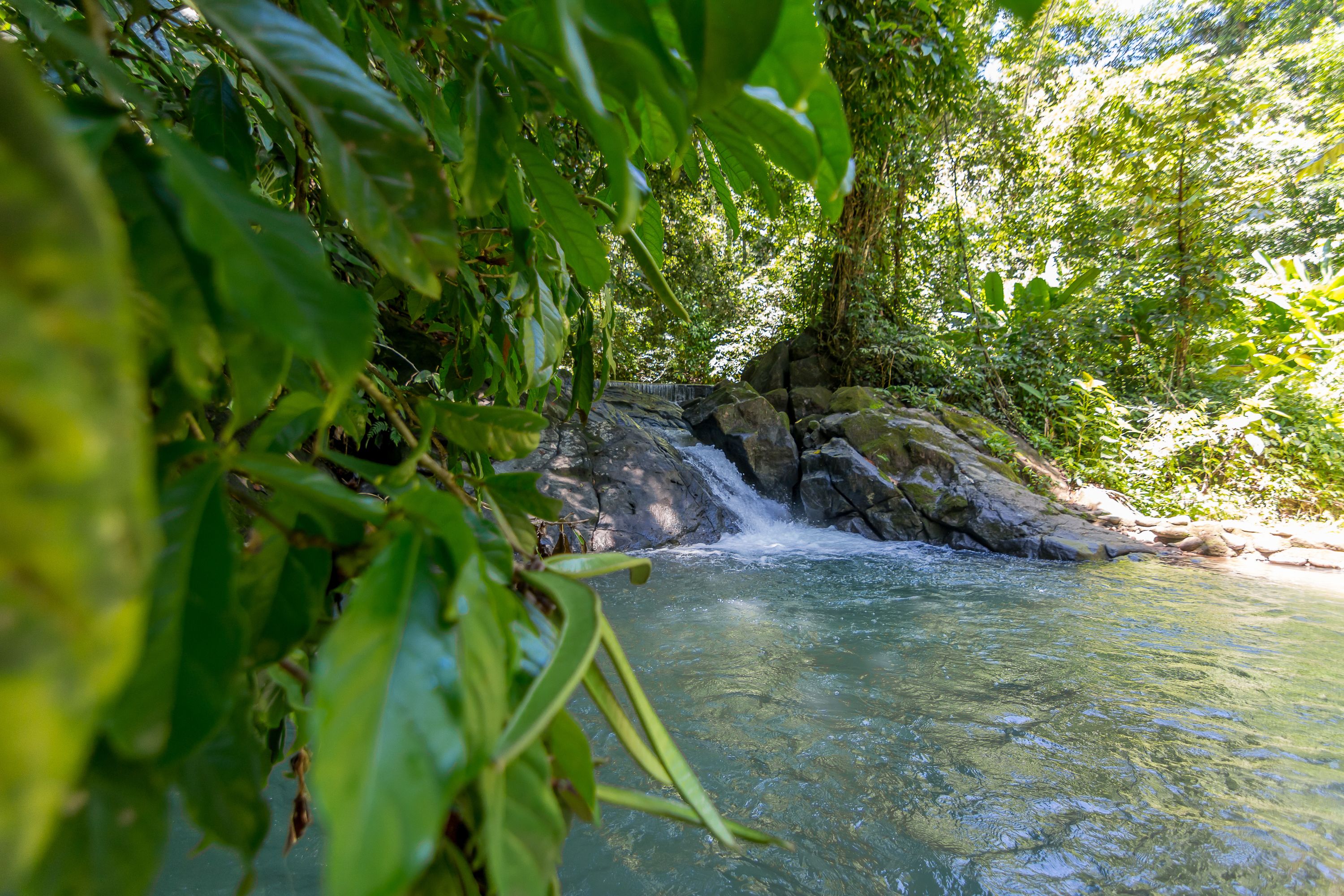 A natural water feature surrounded by dense foliage.