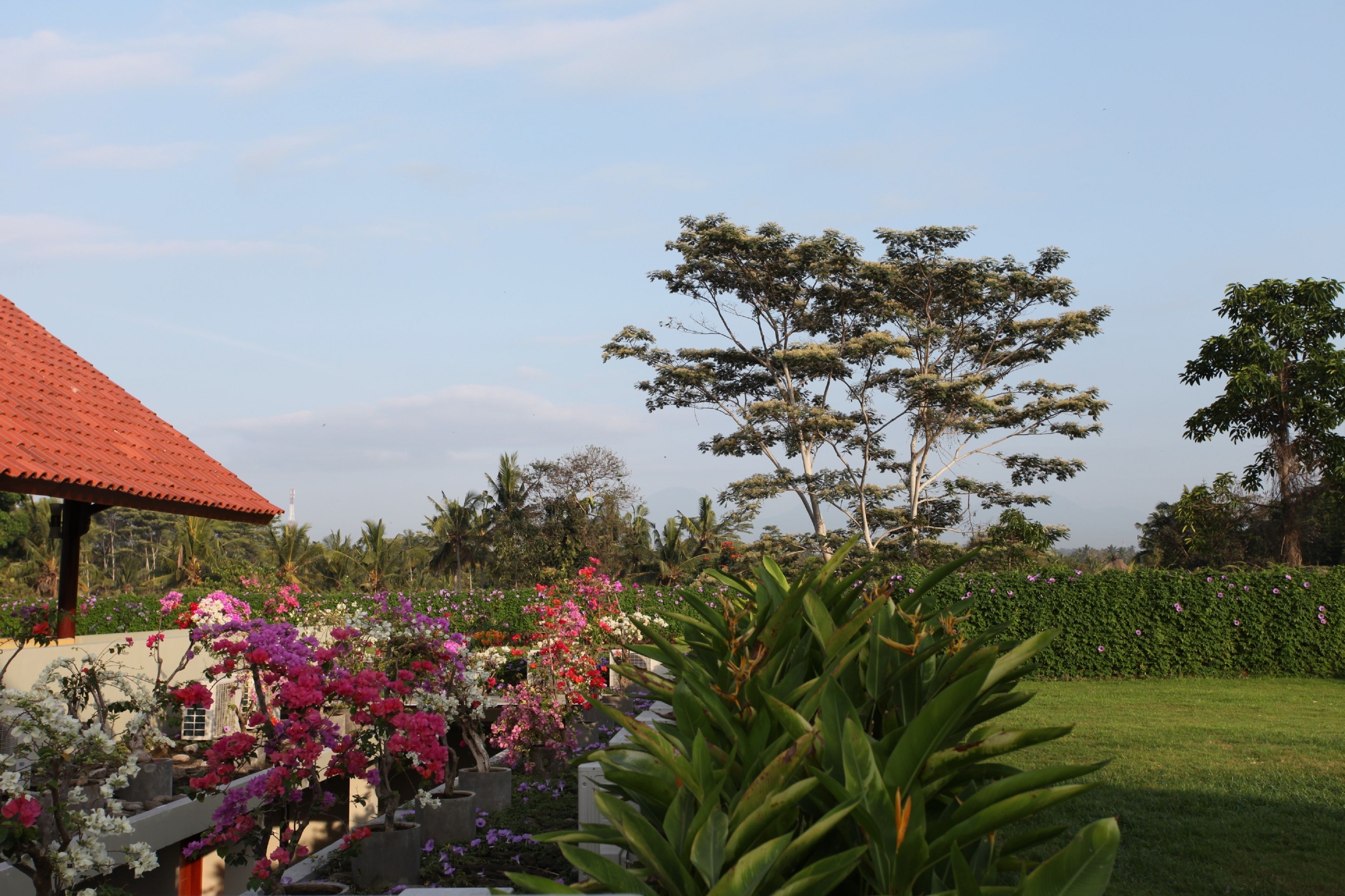 A garden with various plants and flowers, a red-roofed structure, and a large tree.