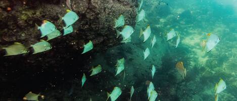Eine Gruppe Fische schwimmt in der Nähe einer steinigen Unterwasserlandschaft.