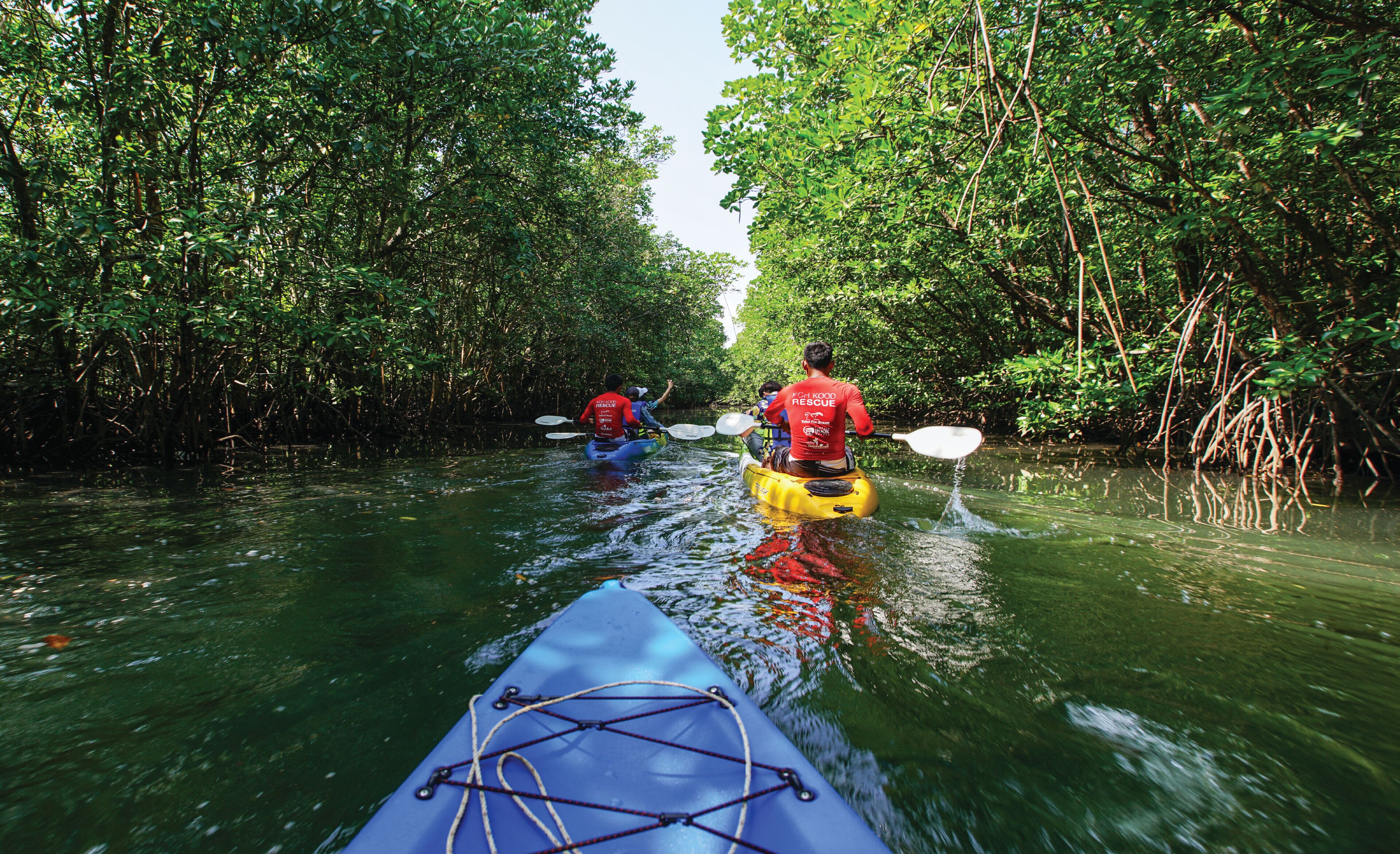 A group kayaking through a mangrove forest.