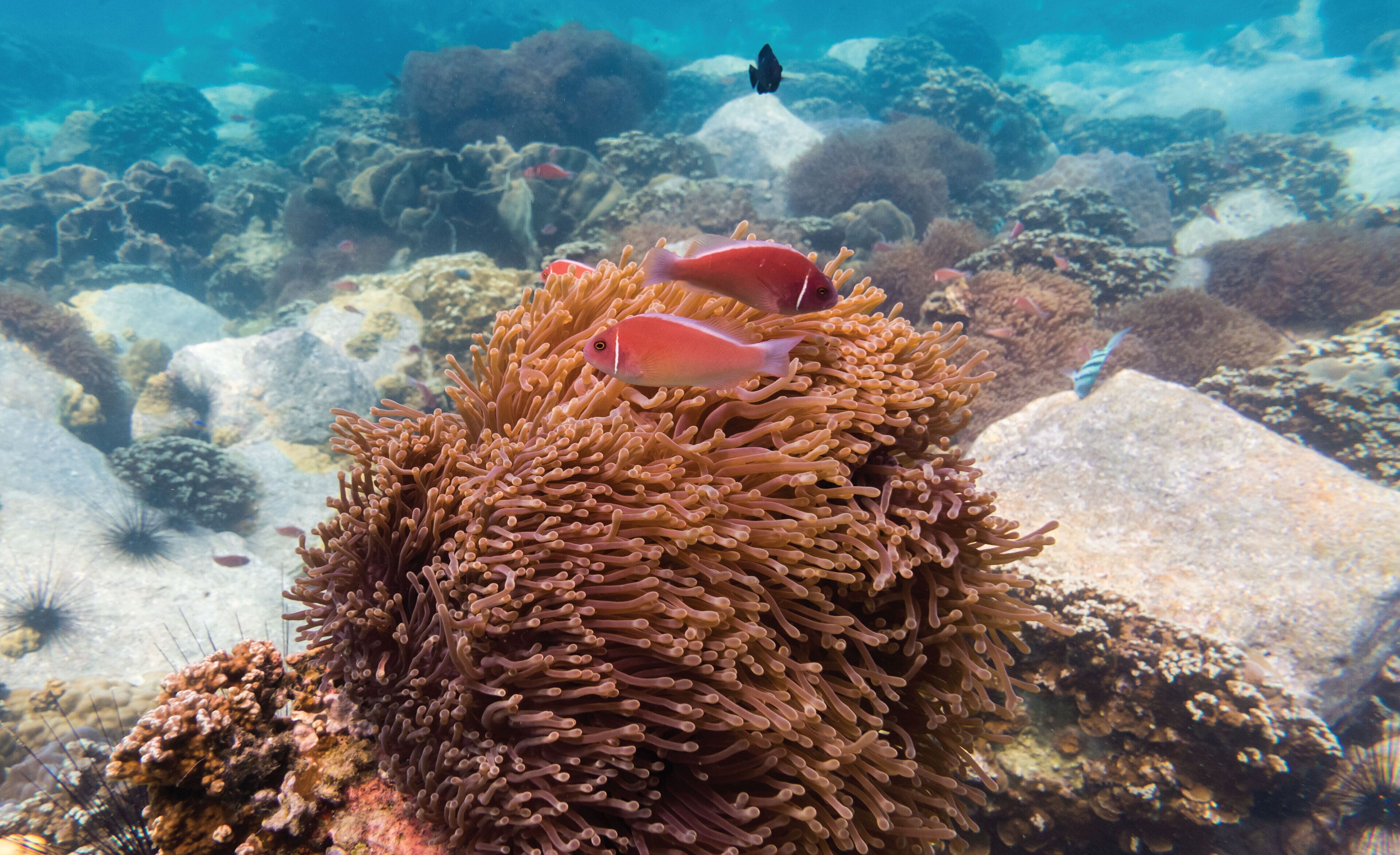 A coral reef with various fish species, including a prominent pink fish and a black fish in the background.