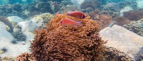 A coral reef with various fish species, including a prominent pink fish and a black fish in the background.