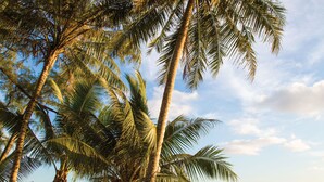 A beach with palm trees and a view of the ocean.