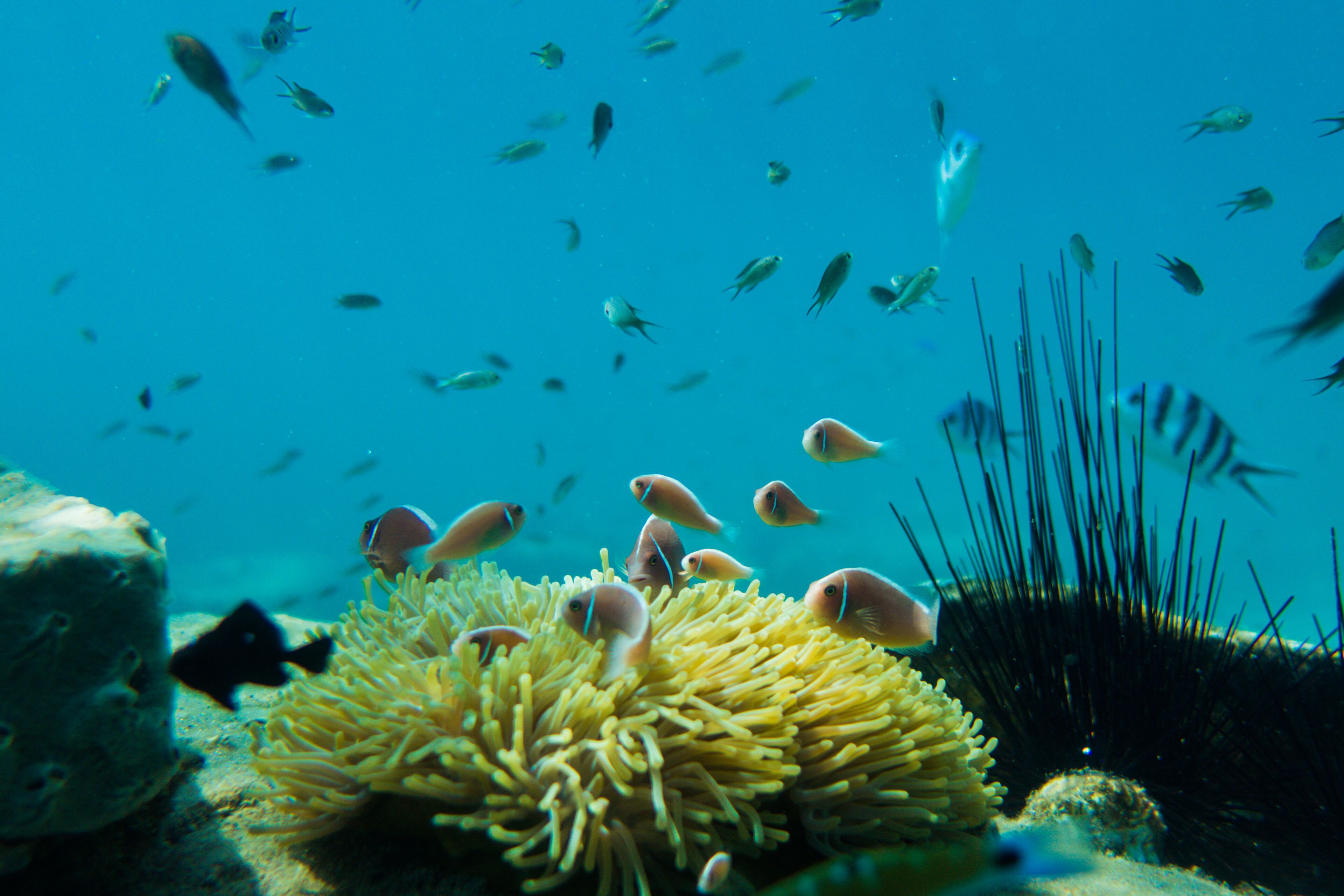 An underwater scene with various fish and an anemone.