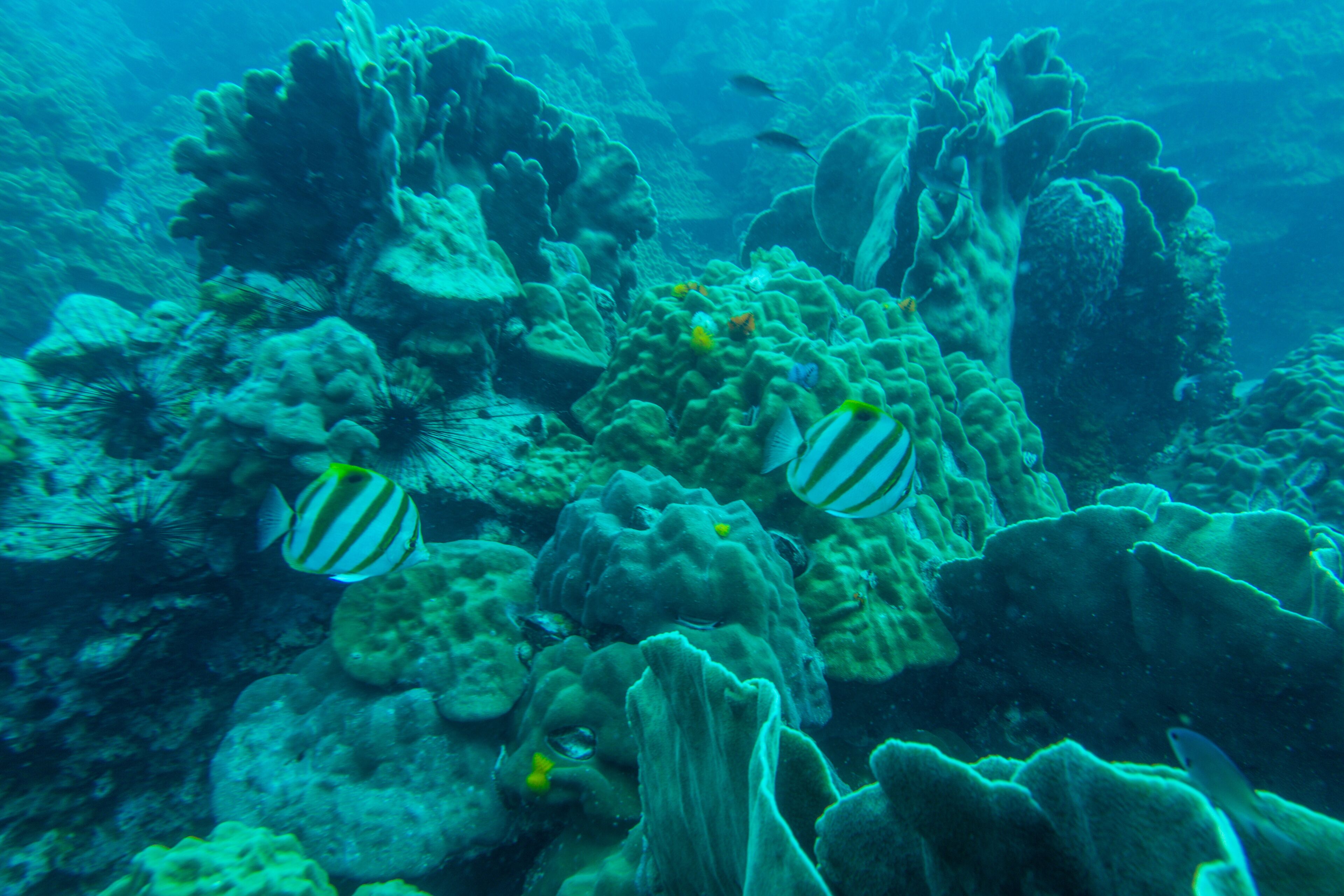 Une scène sous-marine avec des formations coralliennes et des poissons à rayures.