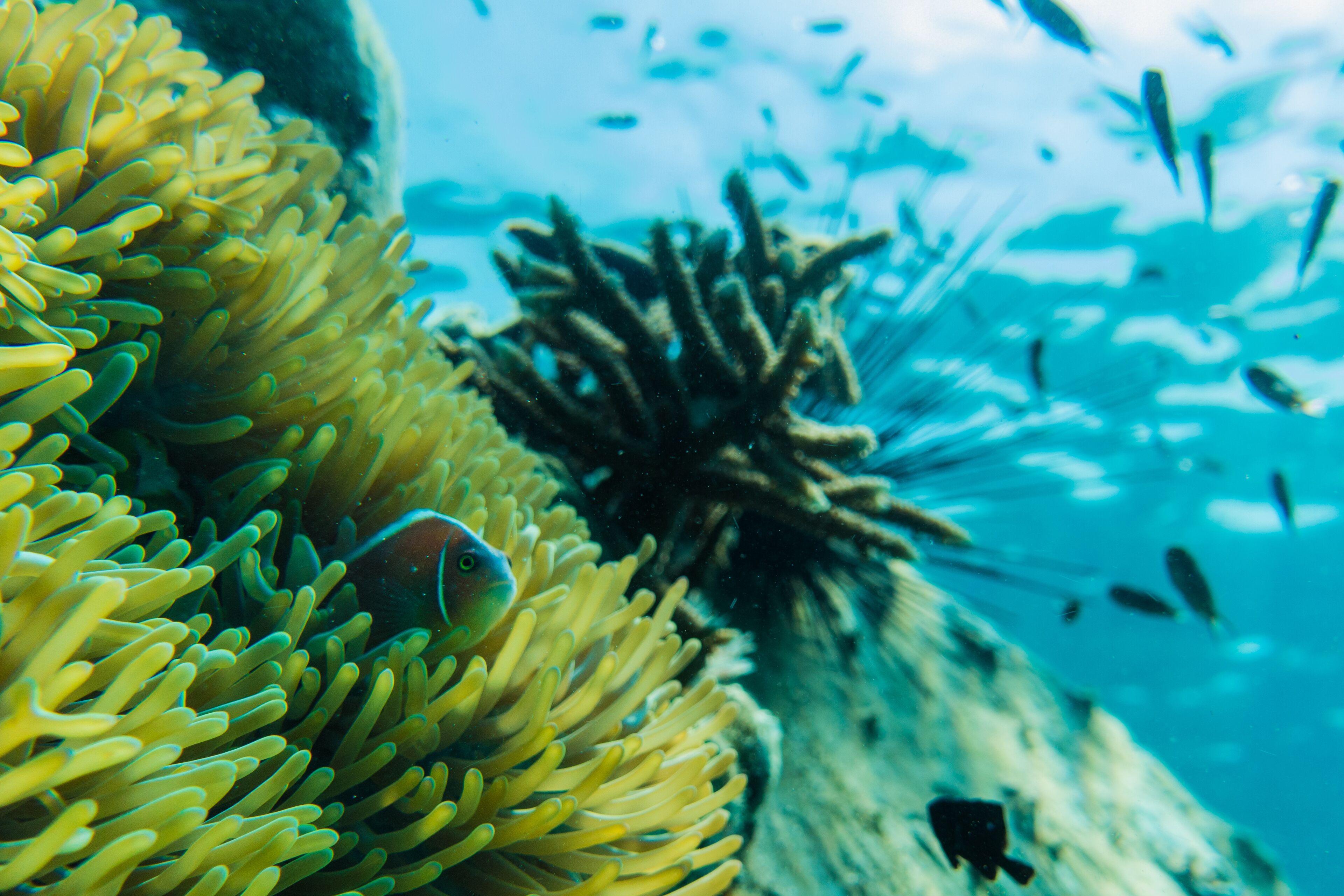Un poisson près d’une anémone et de coraux, dans un environnement sous-marin.