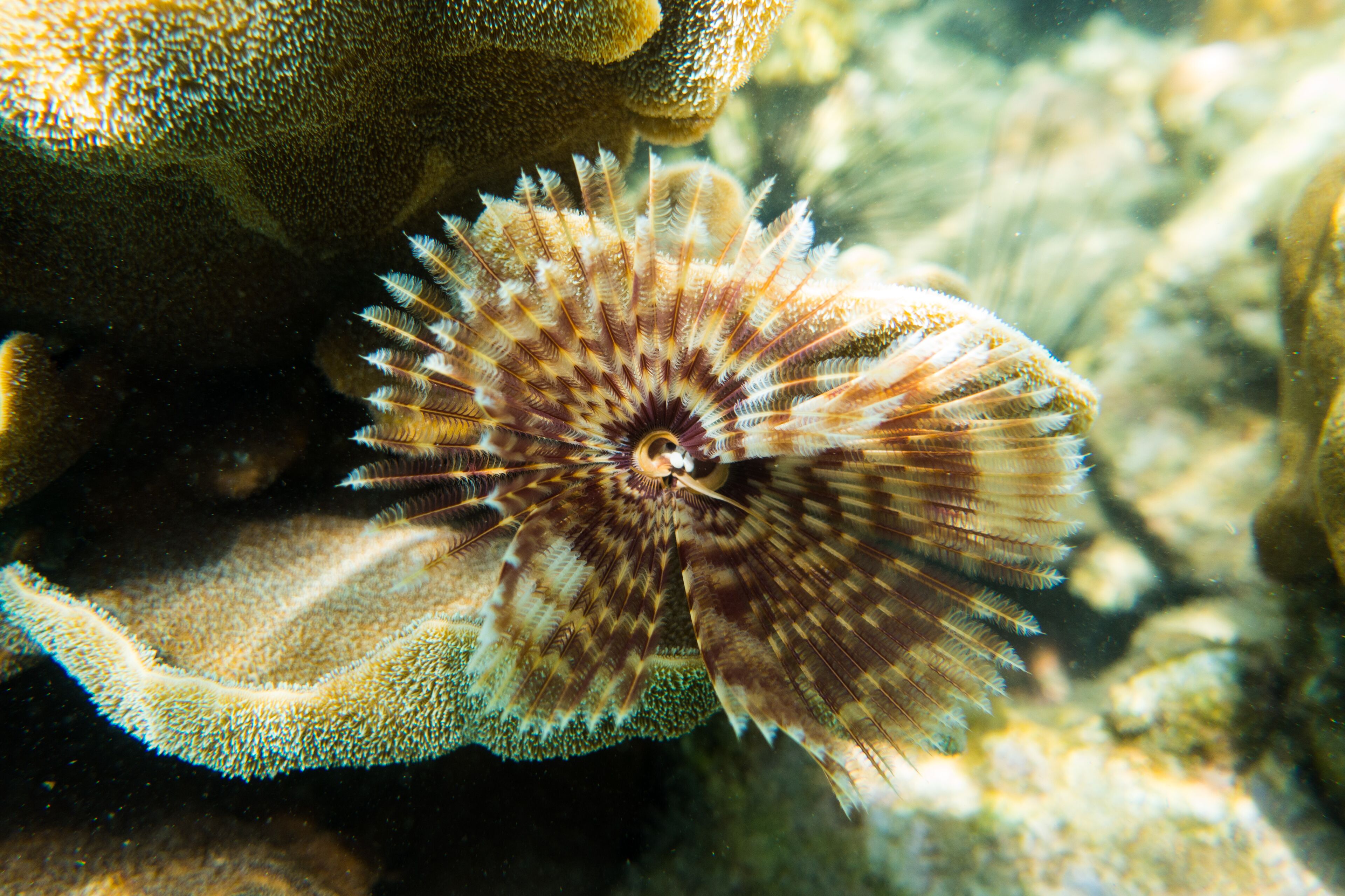 Un erizo de mar con espinas, rodeado de coral.