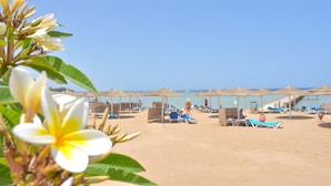 Une plage avec des transats et des parasols, un ciel dégagé et une personne qui se promène.