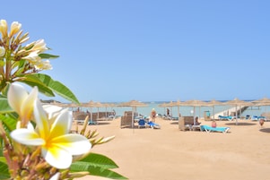A beach with sun loungers and umbrellas, a clear sky, and a person walking.
