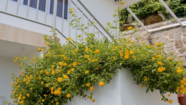 Eine Treppe mit weißer Geländer, einer Steinmauer und einem Blumenkasten mit gelben Blüten.