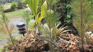 A garden with various plants, including pine trees and a decorative lamp post. - Tobago Tranquil Guesthouse (Buccoo)