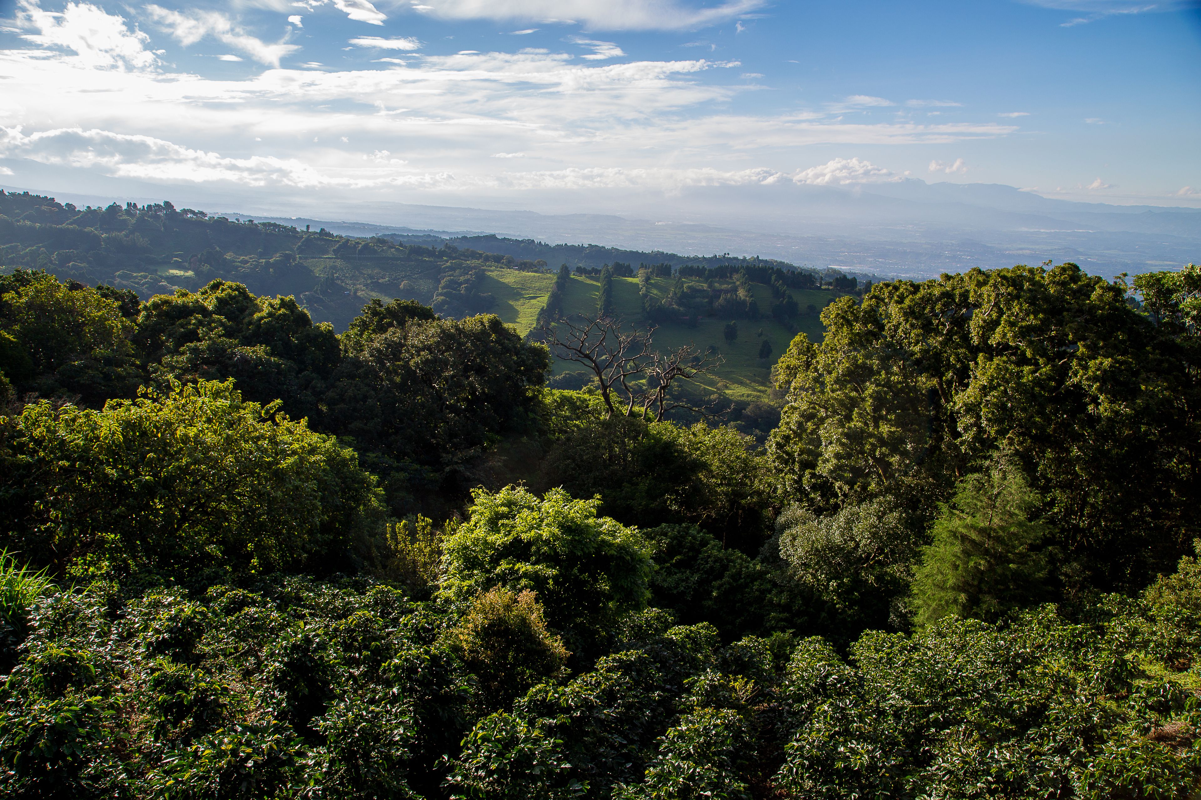Paisagem verdejante e exuberante, com vegetação densa e colinas ondulantes ao fundo.
