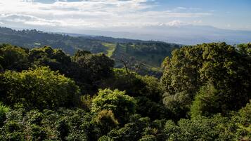 Paisagem verdejante e exuberante, com vegetação densa e colinas ondulantes ao fundo.