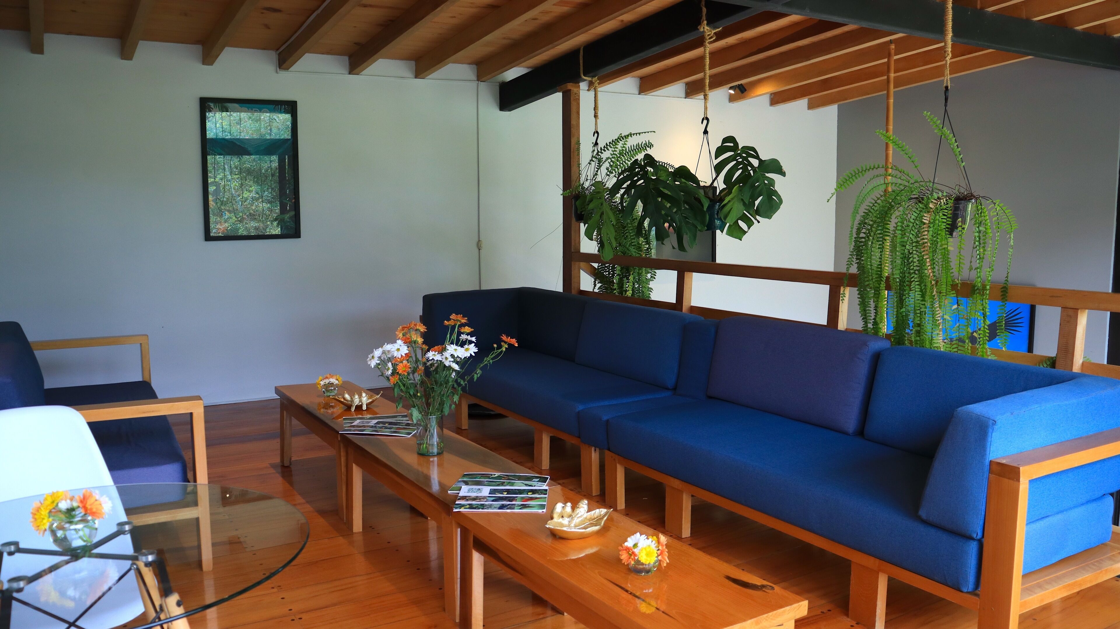 A modern living room with a blue sofa, wooden coffee table, and hanging plants.