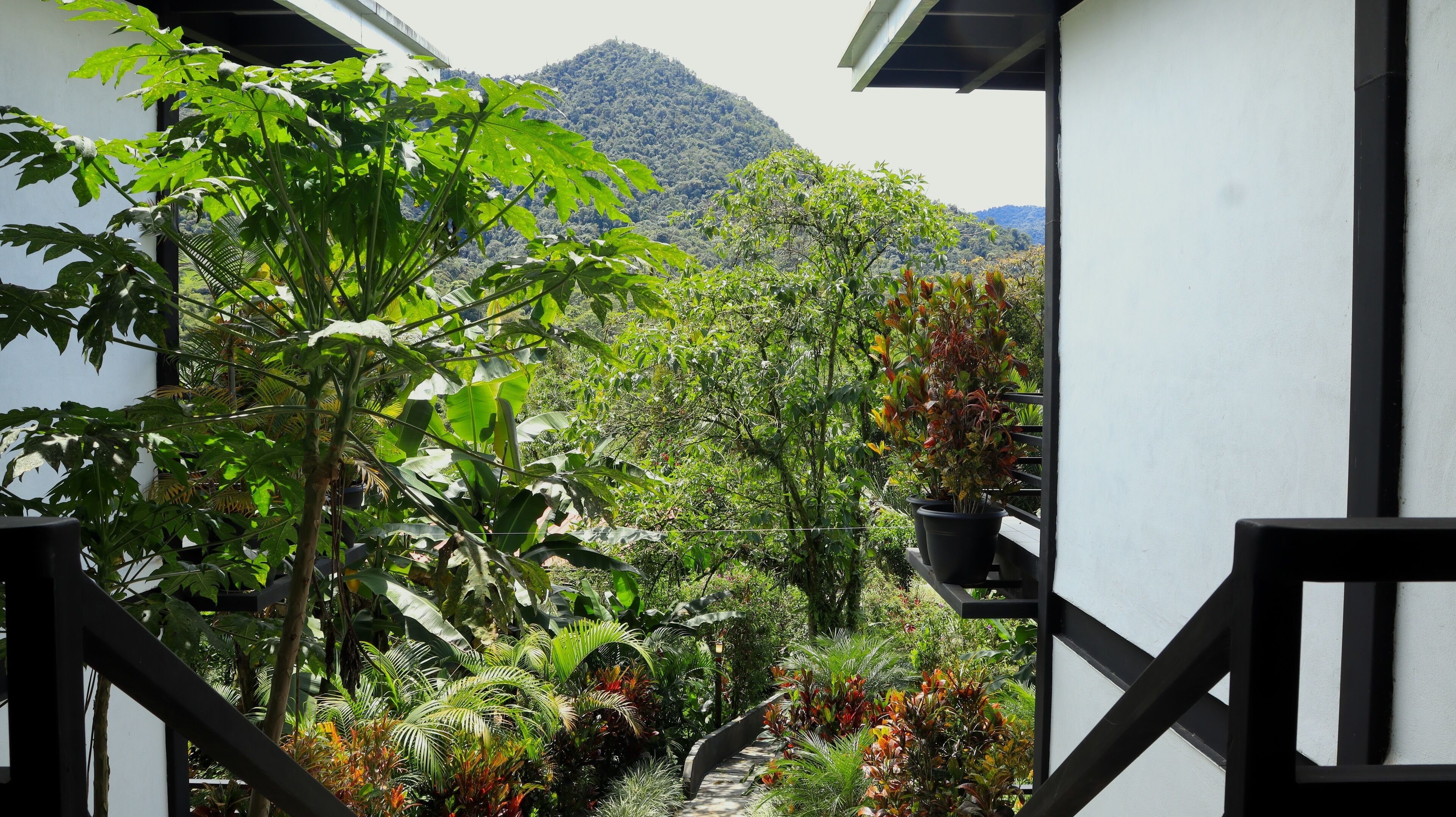 A pathway leading through a lush garden with various plants and trees, bordered by white walls and black railings.