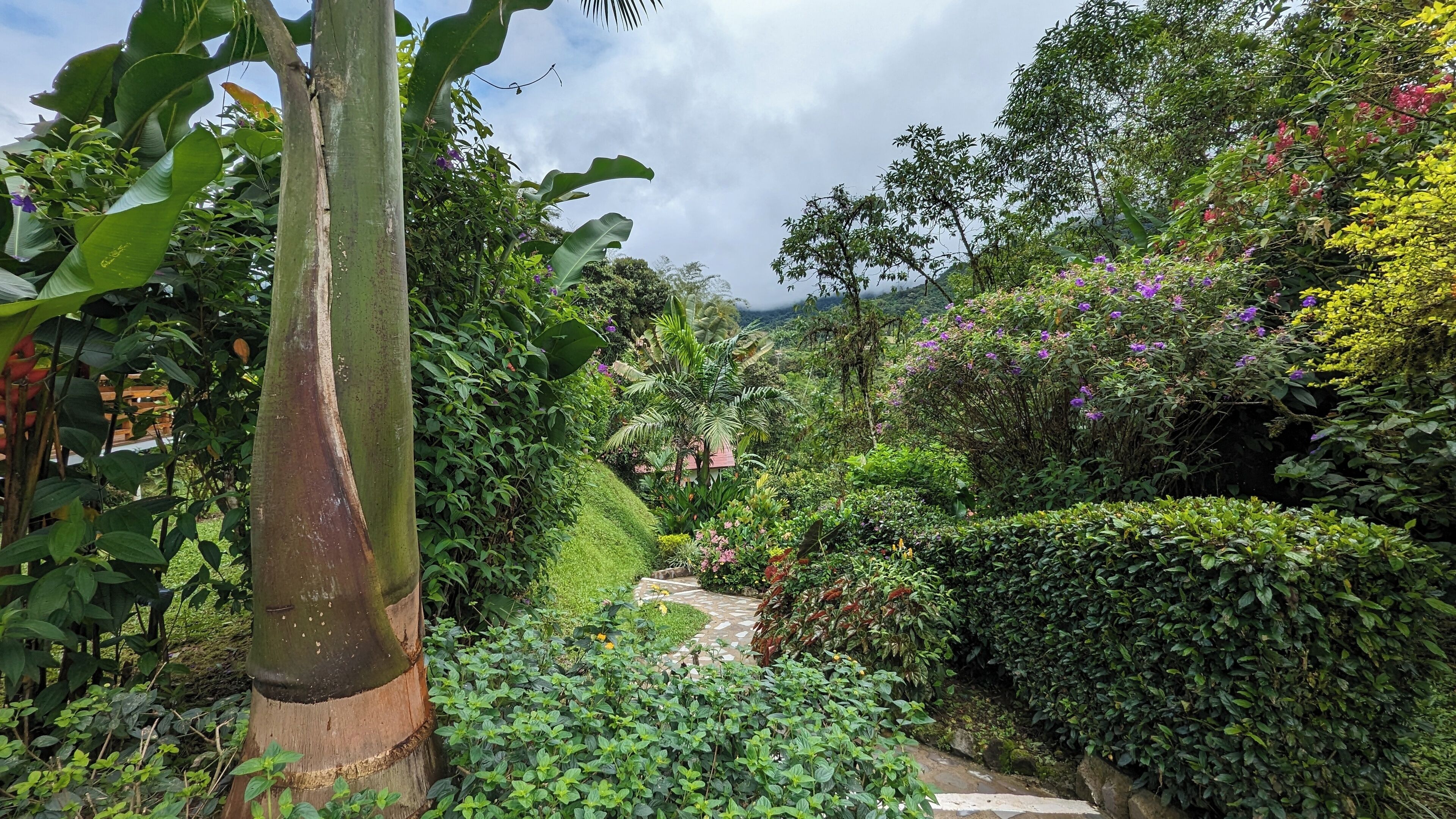 Um jardim exuberante com diversas plantas e um caminho de pedra.