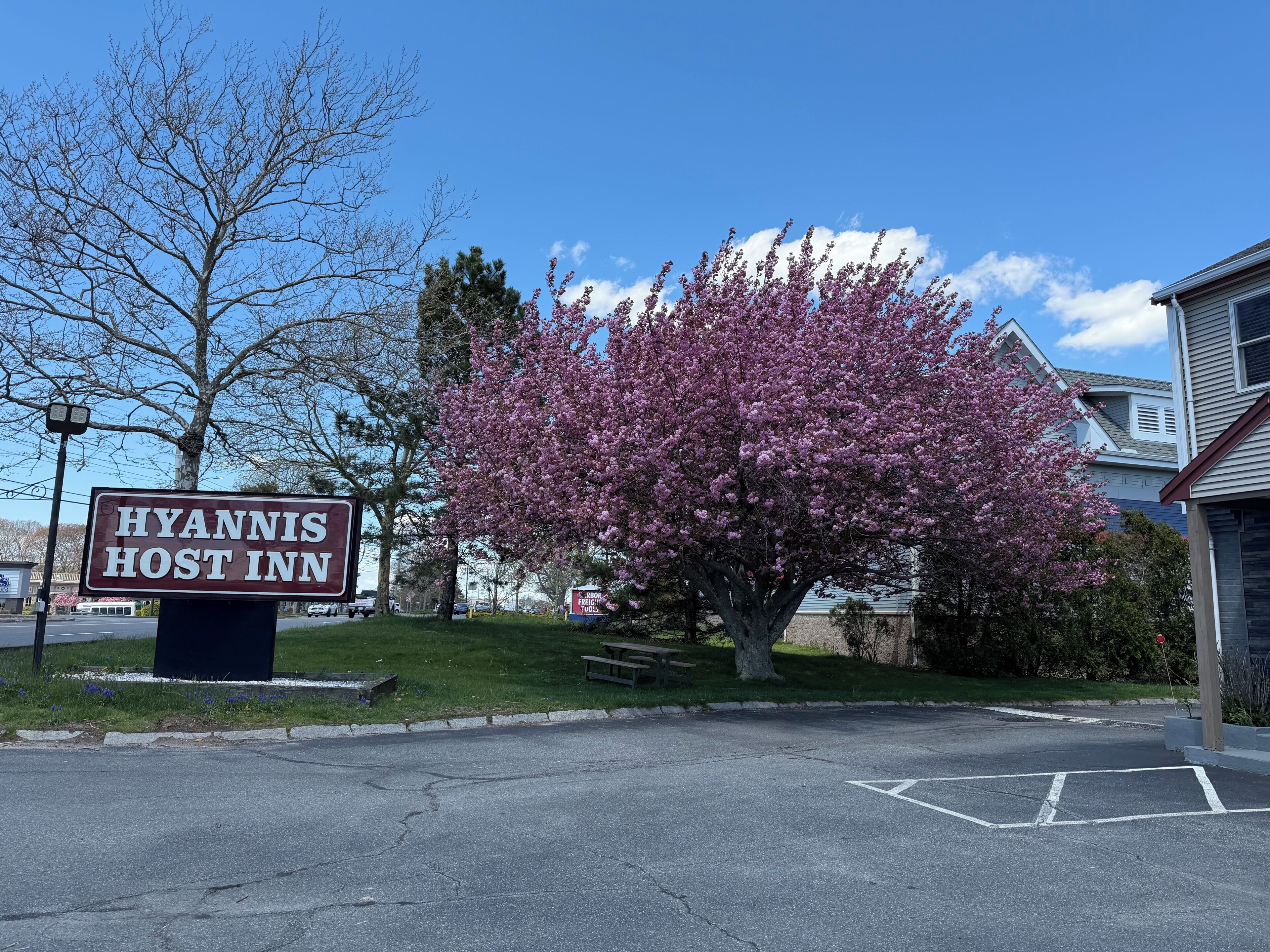 En skylt med texten ”Hyannis Host Inn”, en parkeringsplats och ett träd med rosa blommor.