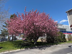 Exterior - Hyannis Host Inn (Hyannis)