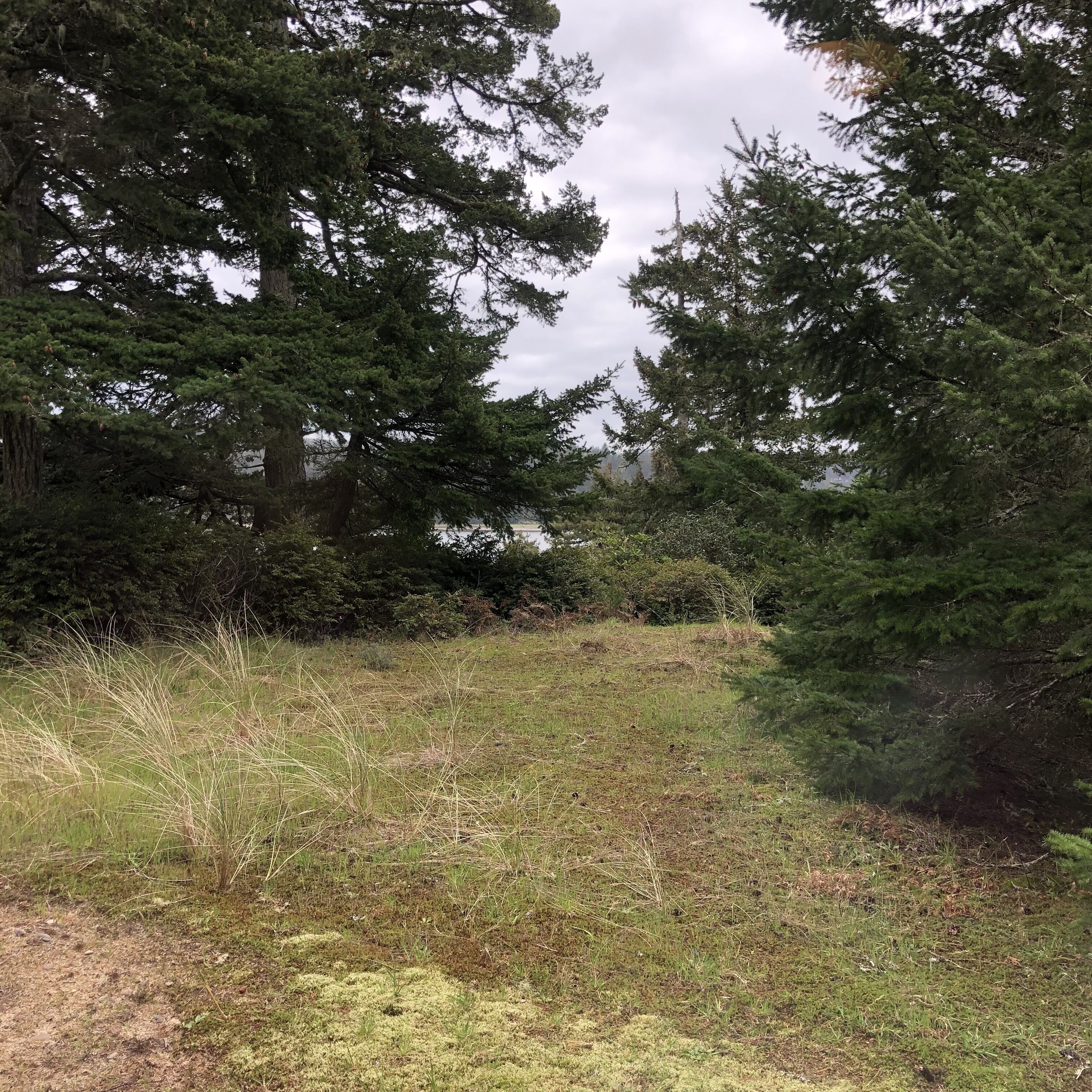 A natural landscape with dense trees and a grassy area.
