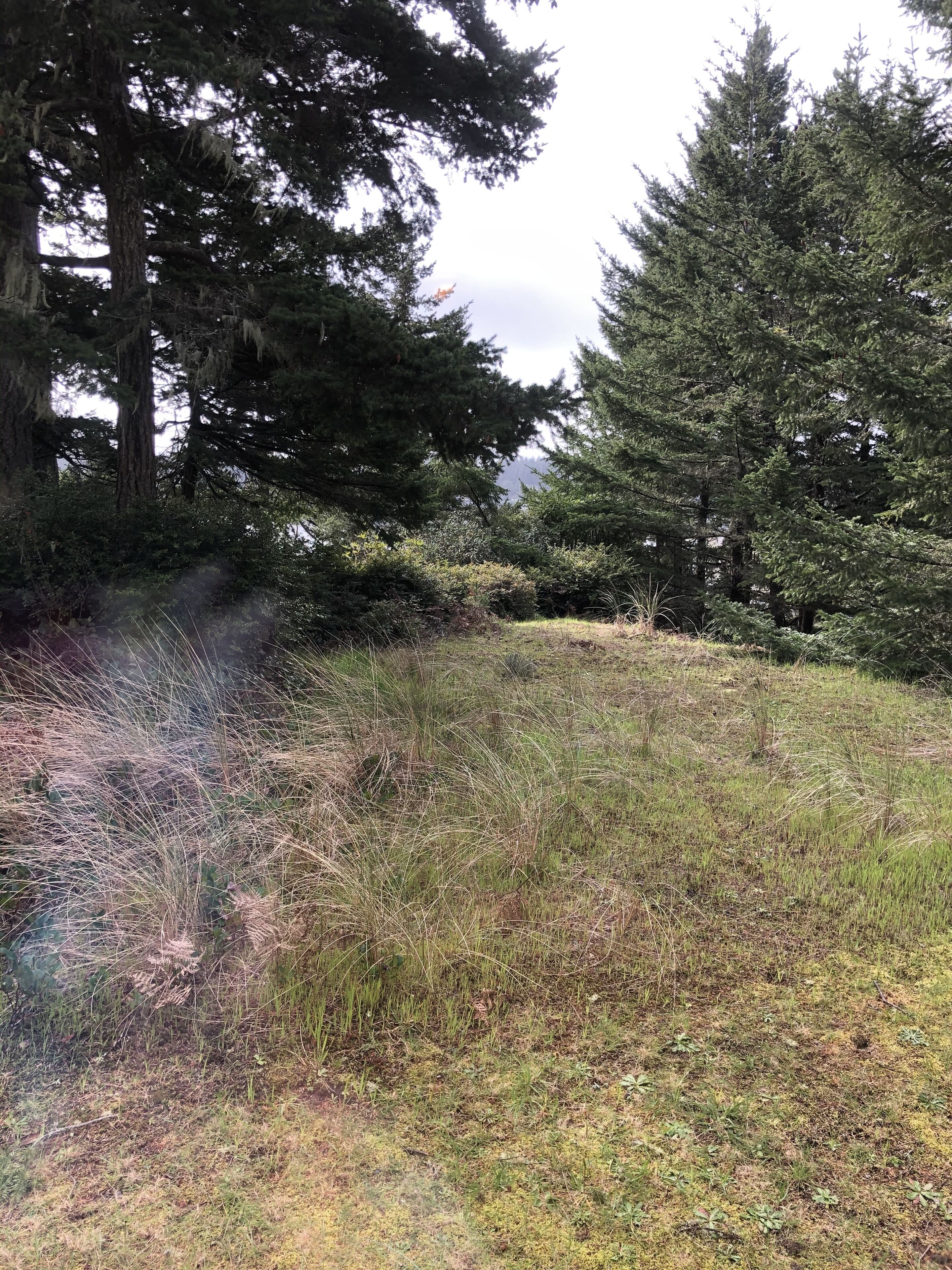 A natural landscape with dense trees and a grassy area.