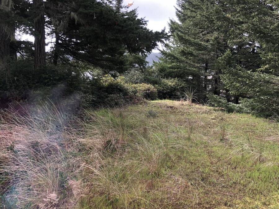 Eine natürliche Landschaft mit dichtem Baumbestand und einer grünen Wiese.