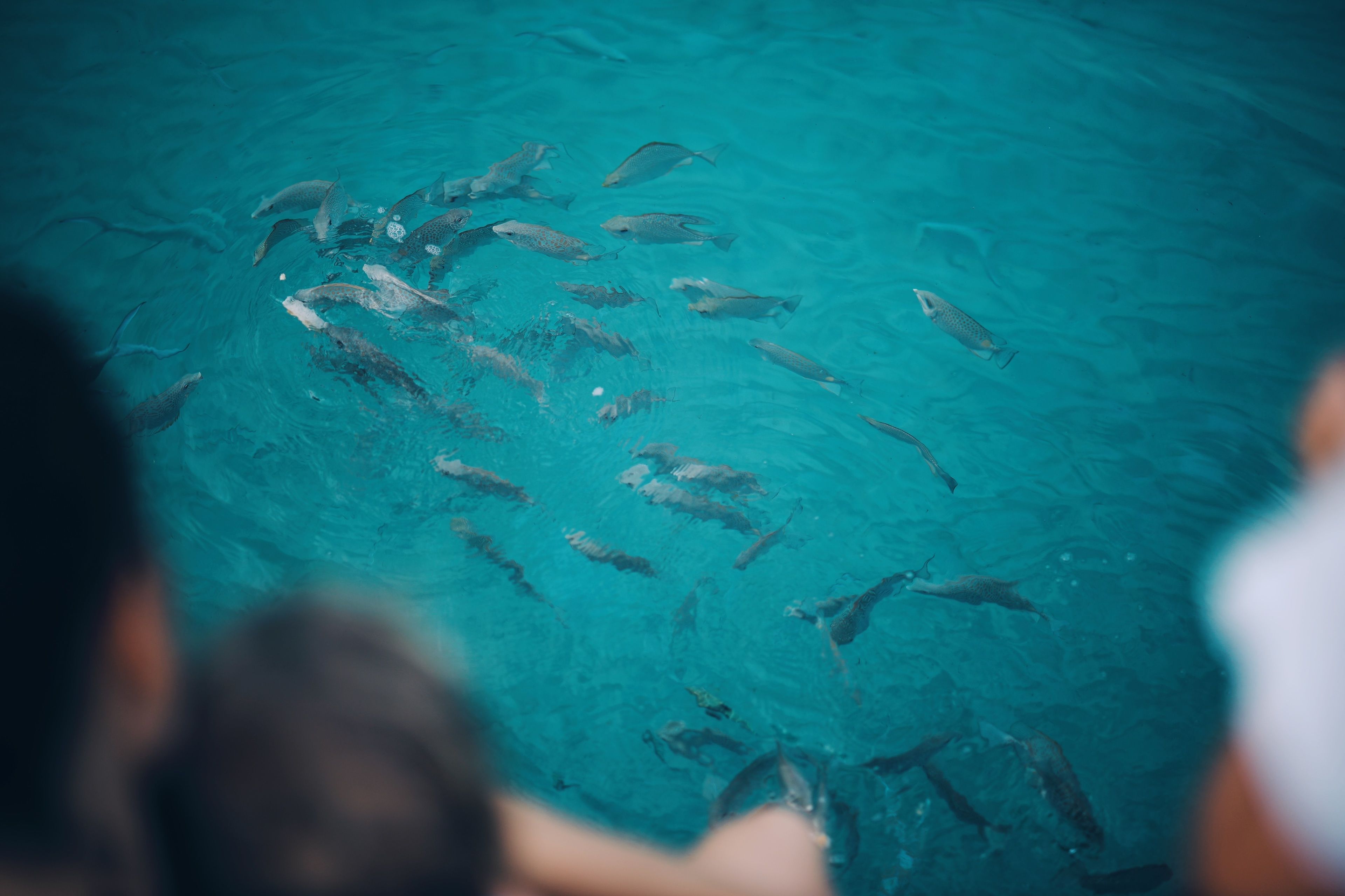 Un grupo de personas observando peces en aguas azul cristalina.