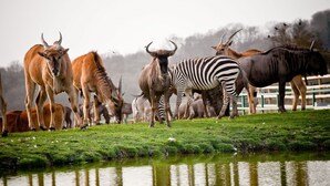Un grupo de animales salvajes, incluyendo antílopes y cebras, se reúne cerca de una masa de agua.