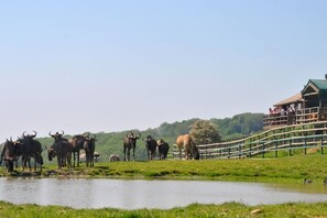 Safari - Port Lympne Reserve - Livingstone Lodge (Hythe)