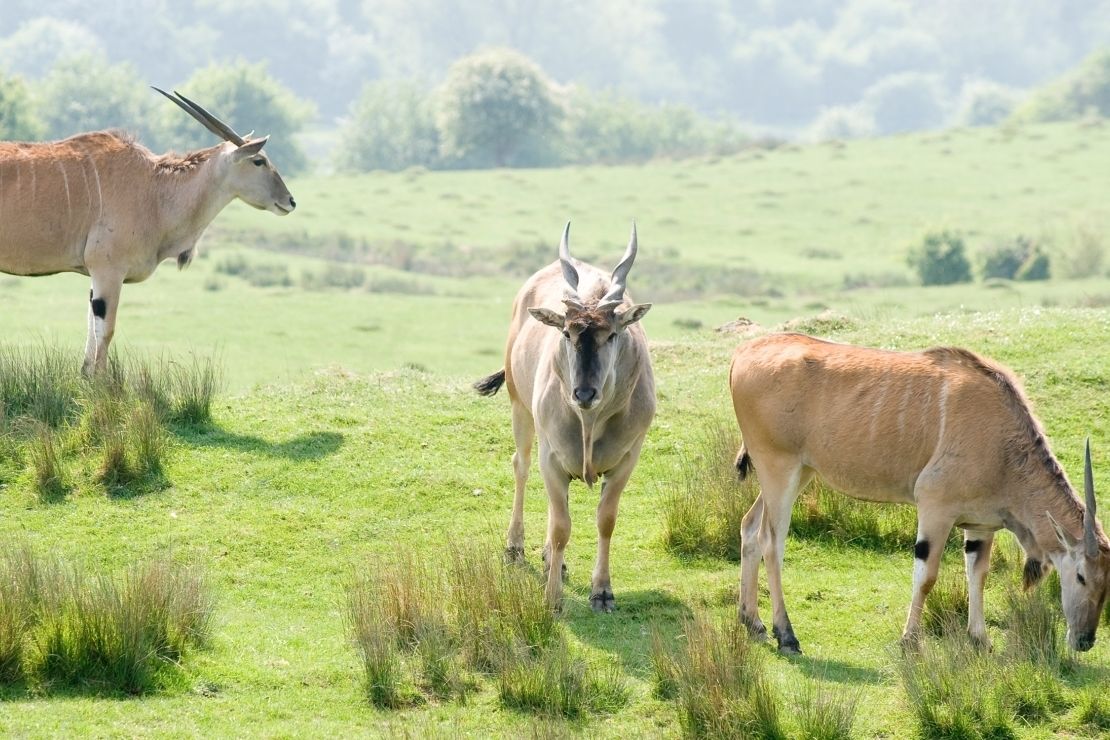 Un campo con tres antílopes pastando.