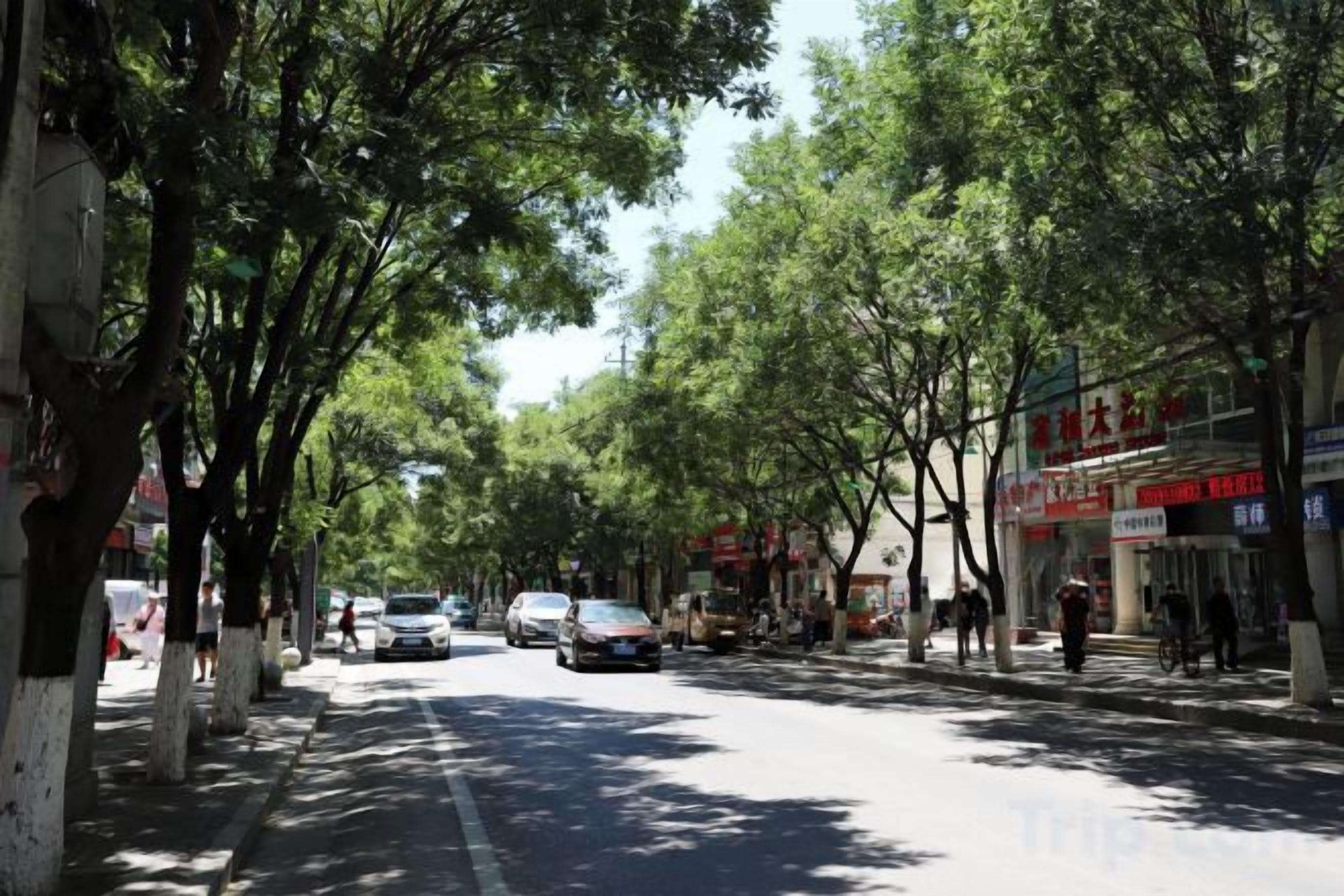 A tree-lined street with parked cars and storefronts.