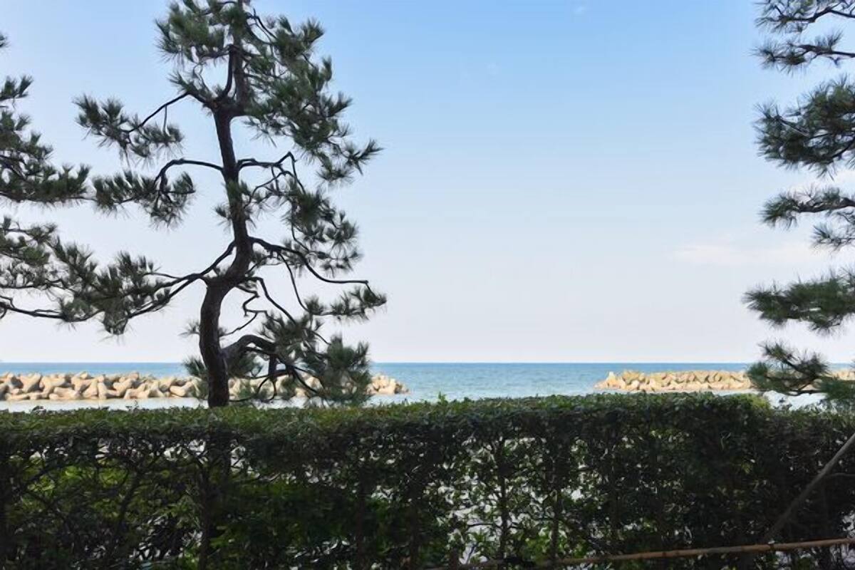 A coastal view with pine trees and a rocky shoreline.