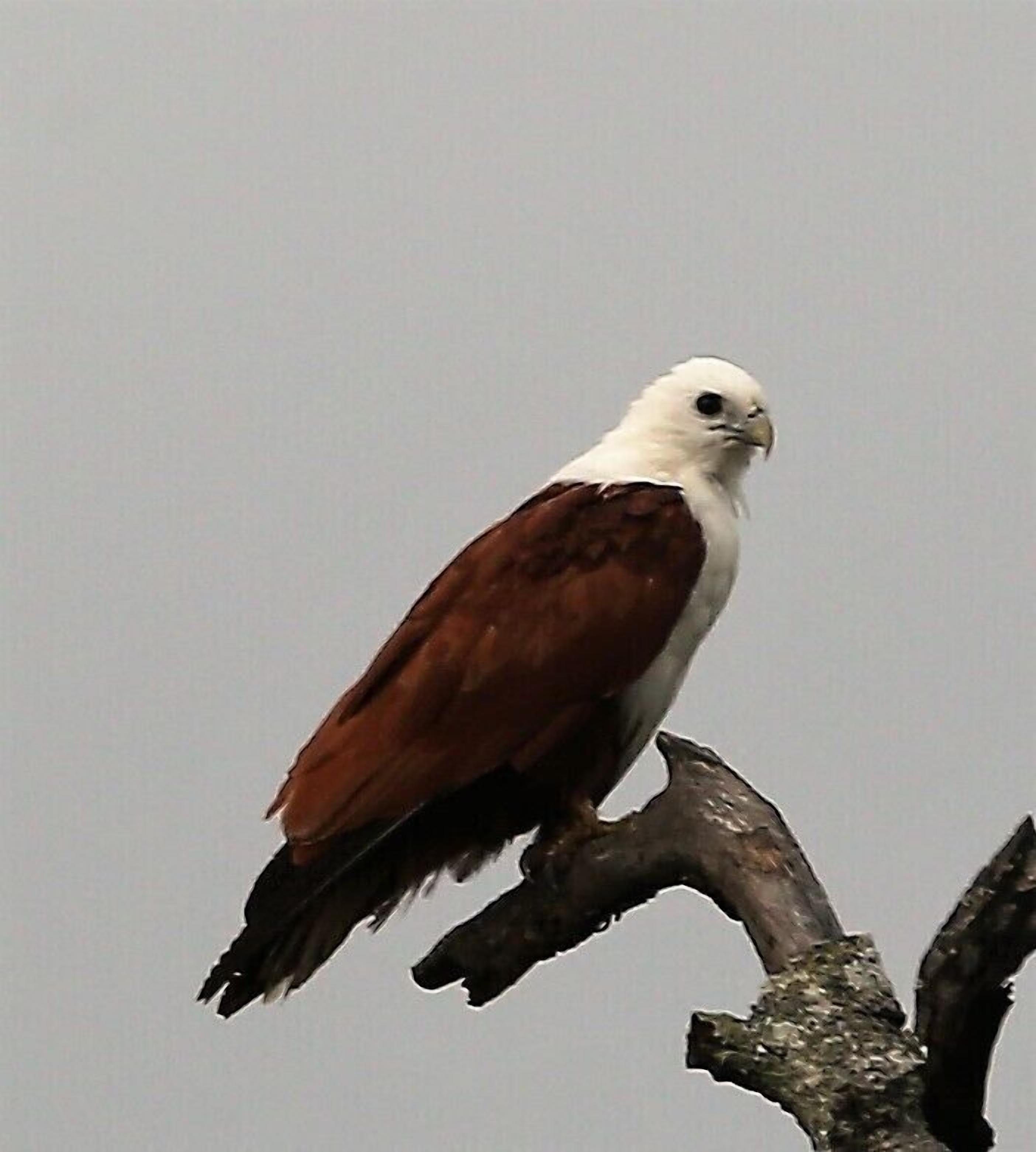 A bird perched on a branch.