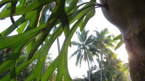 A pathway surrounded by lush greenery and palm trees.