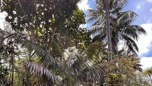 A tropical garden with a large stone statue surrounded by various plants and trees. - Channers on Norfolk (Norfolk Island)