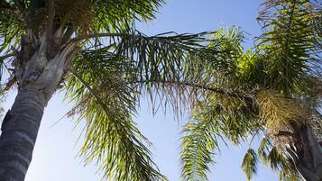 A tall palm tree with a clear blue sky in the background.