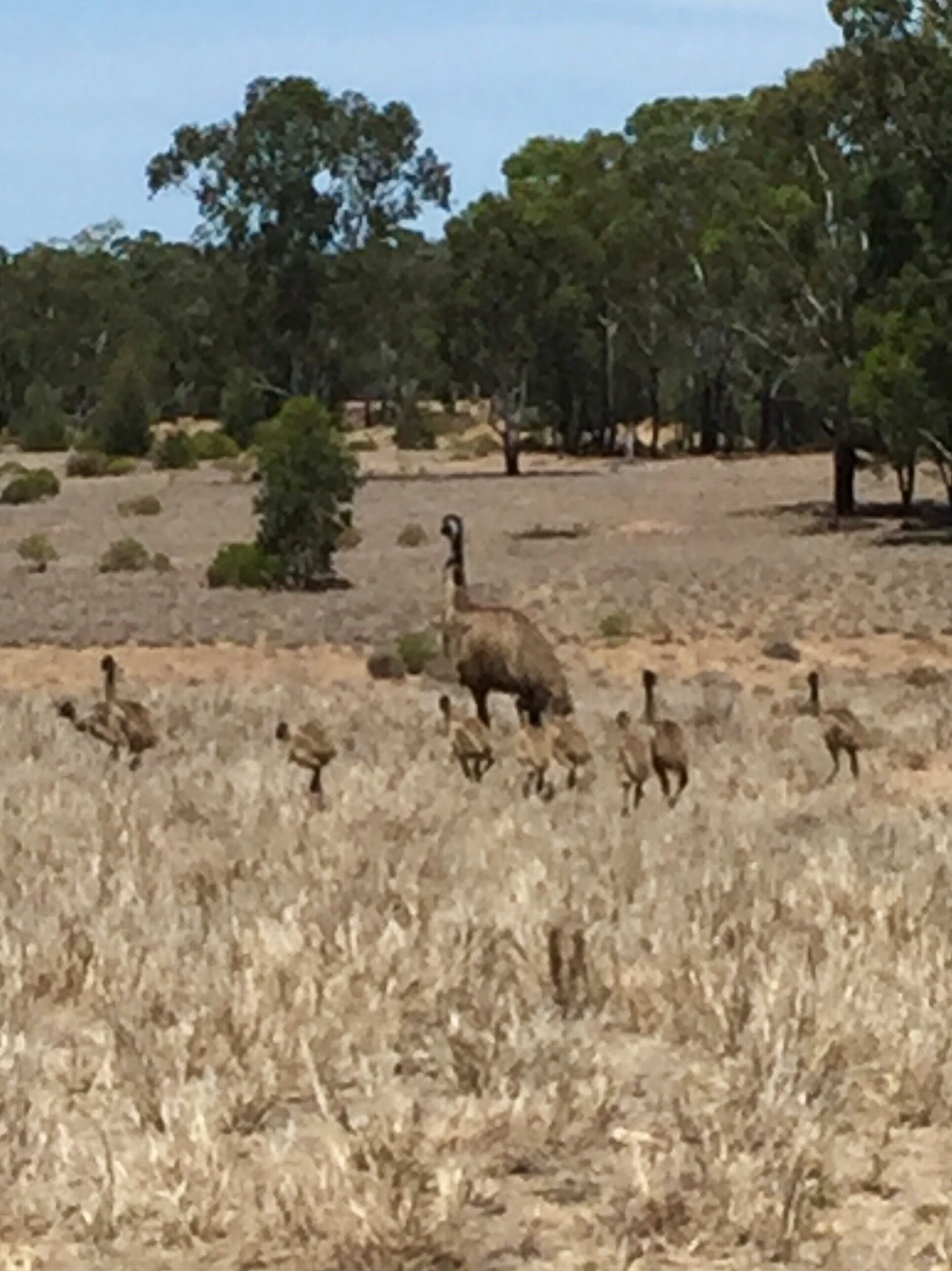 A dry grassland with a group of emus and a few trees in the background.