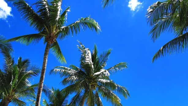 A beach with palm trees and a clear blue sky. - Patong Princess (Patong)