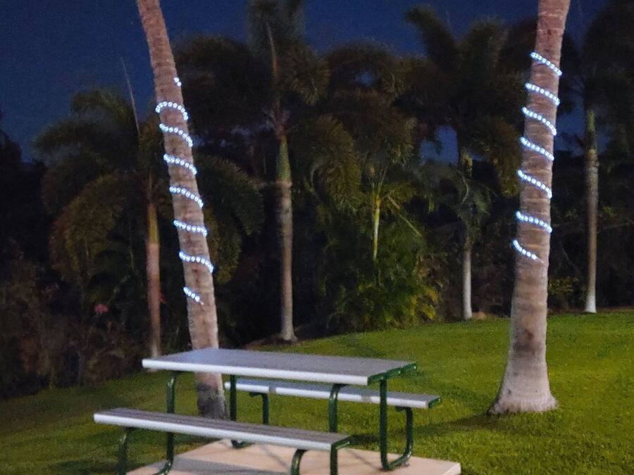 A park bench with a picnic table, surrounded by palm trees and illuminated by string lights.