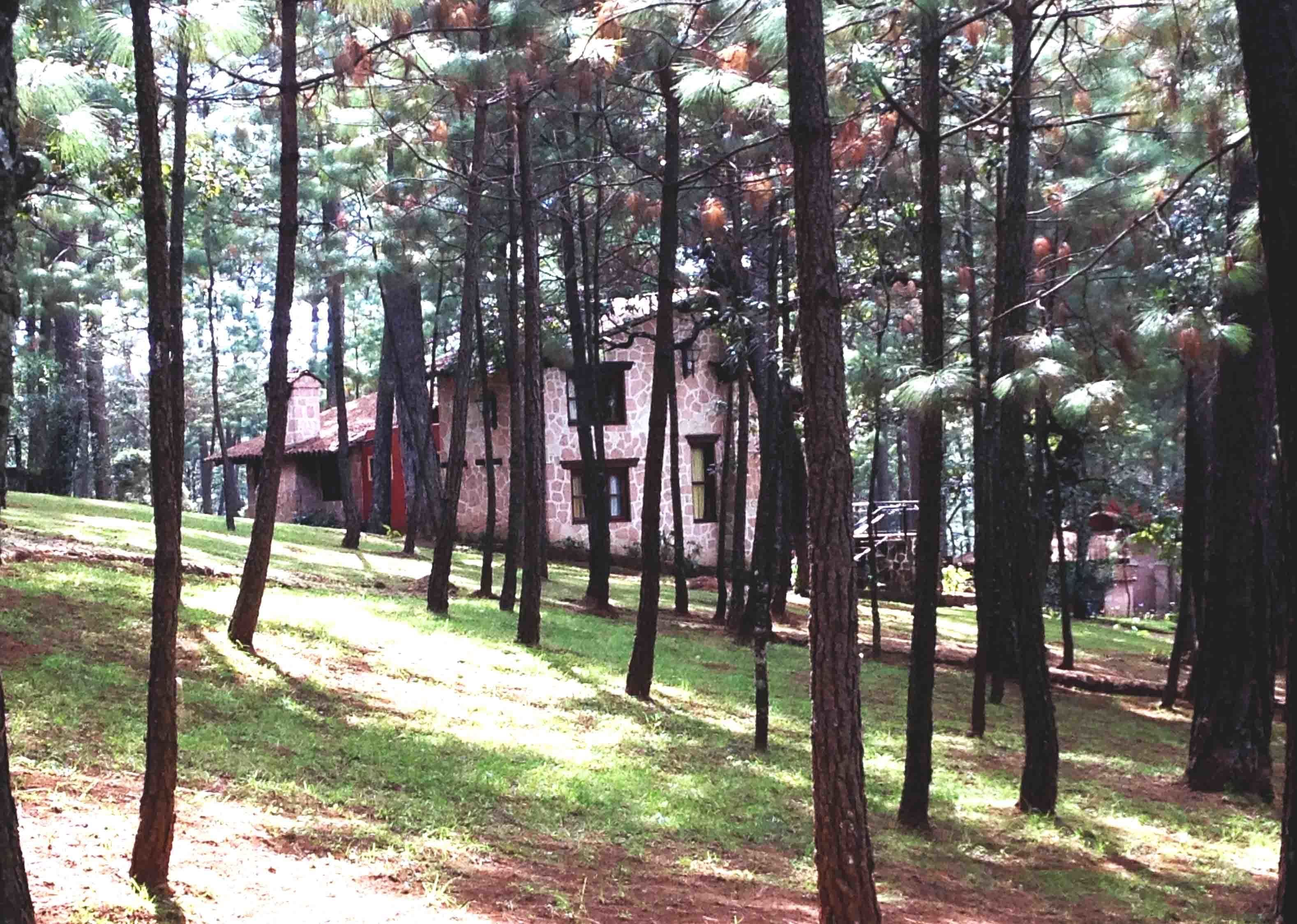 A rustic stone building surrounded by tall pine trees in a forested area.